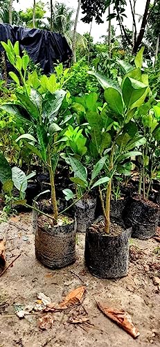 Image of GreenWorld Special Big Size All Time Batabi Lemon /Lebu Plant,(GRAFTED /GUTI KOLOM) Healthy Live Plant,''Fruit After 1 Year''