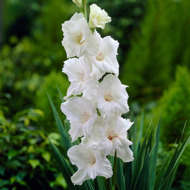 Gladiolus Flower Bulbs Pack Of 4 Bulbs ( Double White ) (B09RQKDR6G) Amazon Price History, Amazon Price Tracker