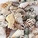 Wankko 50Pcs Mixed Beach Seashells, Colorful Natural Seashells Perfect Accents for Candle Making, Home Decorations, Beach Theme Party Wedding Decor, DIY Crafts, Fish Tank and Vase Fillers