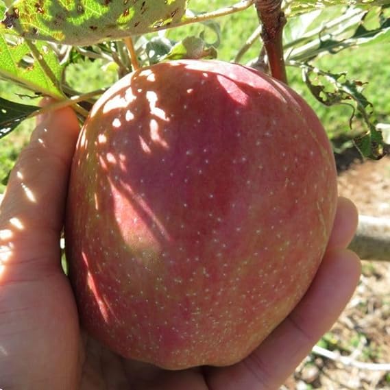 GreenCaart Anna Apple Plant Original Variety(ESPECIALLY HOT/WARM CLIMATE) Healthy Grafted Fruit Plant (FRUIT AFTER 1 YEAR) Pack of 1 (B0D11VSCDF) Amazon Price History, Amazon Price Tracker