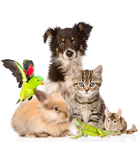 500 ml o 0,5 Liter Katzenuringeruchentferner