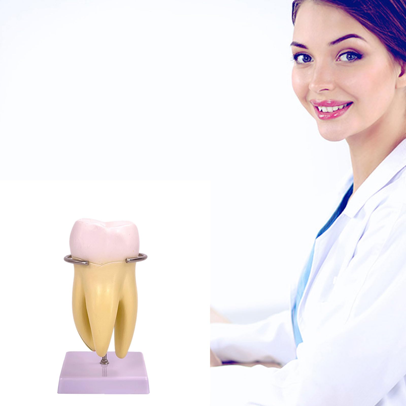 Model zębów trzonowych, zdejmowany model anatomii zębów do wyświetlania badań naukowych w warunkach medycznych i klinicznych, zęby zdejmowane zęby do edukacji pacjenta z numerami