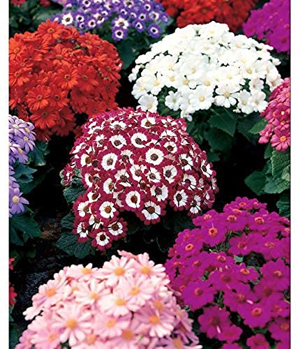 BALAJI TRADING COMPANY All Season Hybrid F1 Premium 100% Germination Organic Cineraria Hansa Mix Flower Seeds (B0BDXQJ465) Amazon Price History, Amazon Price Tracker