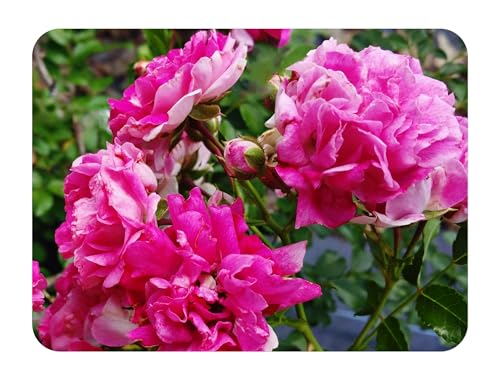 Seven Sisters Climbing Rambler Rose - Antique Heirloom Rosa Hybrid - Live Plant - Fragrant Spring Bloom - Double Pink Flower - Emerald Goddess Gardens Starter Sz 4 Inch Pot