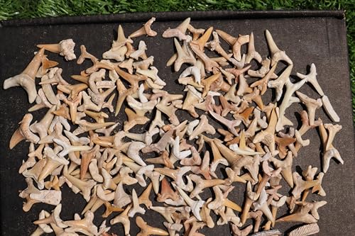 Image of Great Collection of Shark Teeth Fossil Shark Teeth Fossils for Kids Fossils from Morocco A248