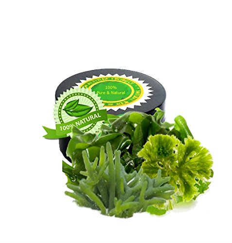 SEVEN ALGAE TM Sea Essentials Face and Neck Lift Treatment-6 oz. 100% All-Natural and Organic