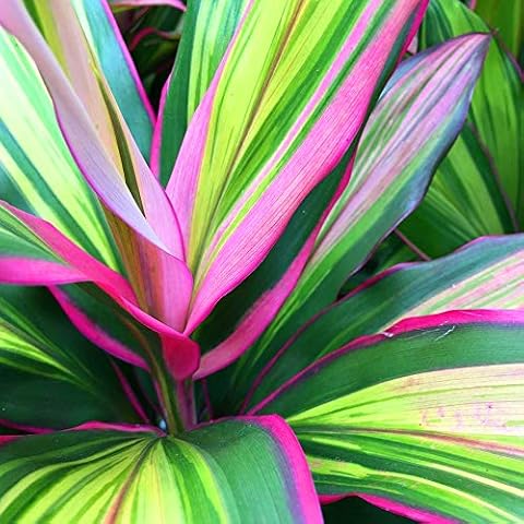 GardenersDream Cordyline Kiwi Indoor Plant Cover