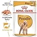 Royal Canin Poodle Adult | 4er Pack | 4 x 12 x 85 g | Nassfutter für ausgewachsene Pudel | Zur Unterstützung des Fells | Optimale tägliche Ernährung | Ab dem 10. Lebensmonat
