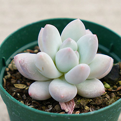 Amazon.co.jp: フレーヌ 7.5cmポット 多肉植物 パキフィッツム