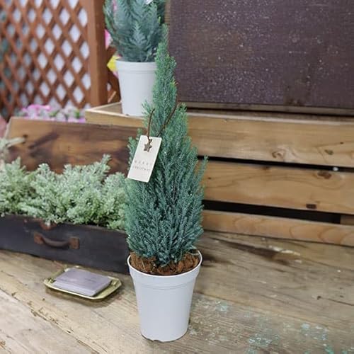 Rjt@[([\qmL)FVo[X^[4AEt[NX}XfR[V u[O[̗tꂢ]