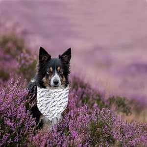   Spring-Dog-Bandanas-Reversible-Dual-Layer-Lavender-and-Butterfly-Design-2-Pack-Purple-Plaid-Square-Dog-Kerchief-Adjustable-Triangle-Holiday-Scarves-for-Dogs-Gifts