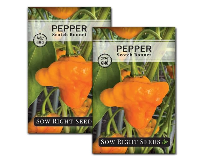 Sow Right Seeds - Scotch Bonnet Pepper Seeds for Planting - Hot Non-GMO Heirloom Pepper Variety - Ideal Chili Pepper Seeds for Spicy Harvest - High Scoville Rating - Ideal for Jamaican Cooking (2)