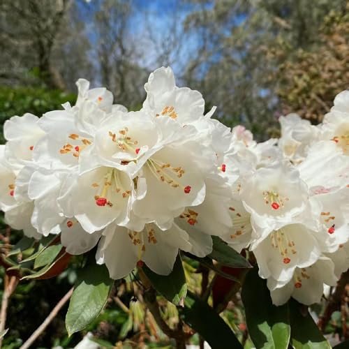 Azalea Seeds, Mixed Border, Companion Planting, Garden Design, Plant Combination 100pcs