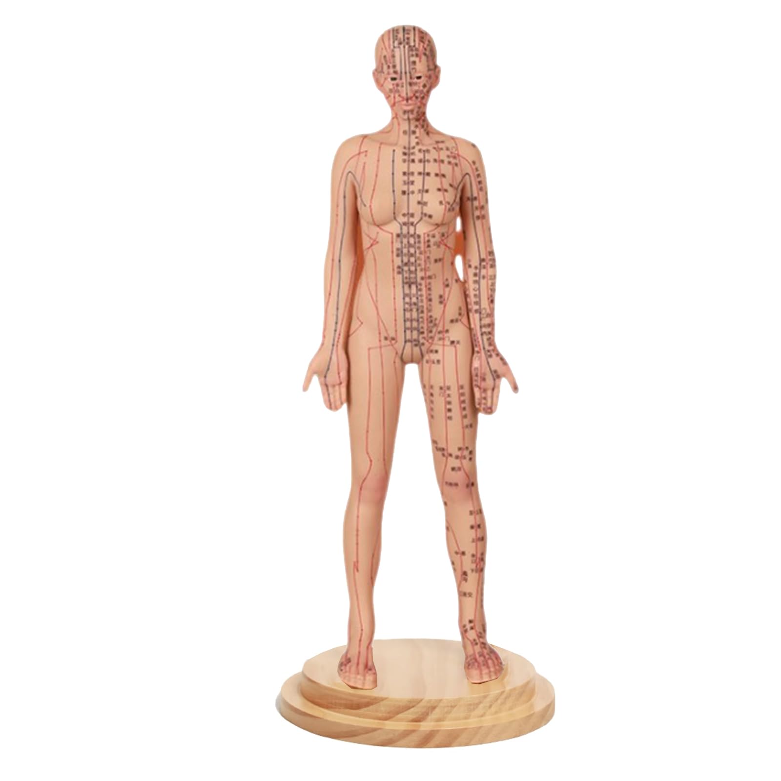 Yrqmgsf Girls Acupuncture Model Human Acupuncture And Moxibustion Human Body Meridian Points Humanoid Model For Chinese Medicine Teaching Acupoint Learning,,48Cm