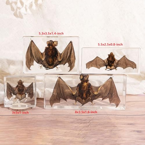 Image of Taxidermy Bat, Real Insect Bat Specimens in Resin for Closer-Look & Study in Safe Healthy Manner, Novelty Fun & Educational for Classroom, Home Office Decor Display (L: 5.5x2.5x0.8-inch)