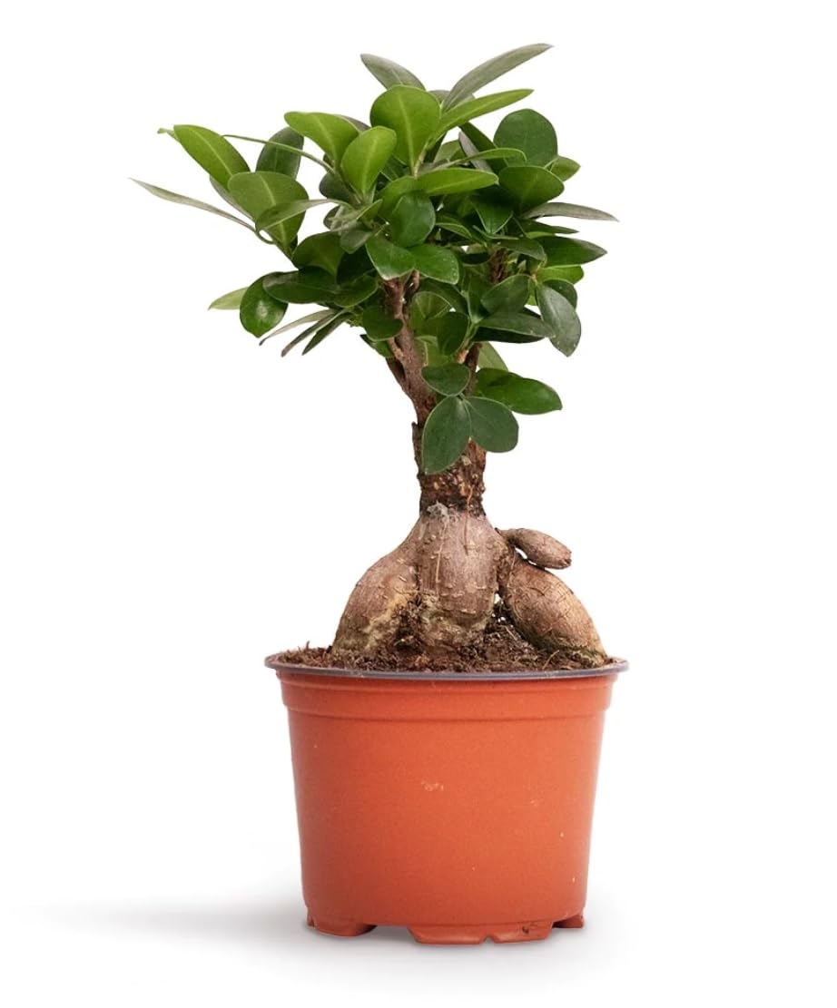 Ficus Retusa Ginseng - Chinese Fig Tree -Bonsai Style Indoor Plant in 9 cm Pot 25 cm Height