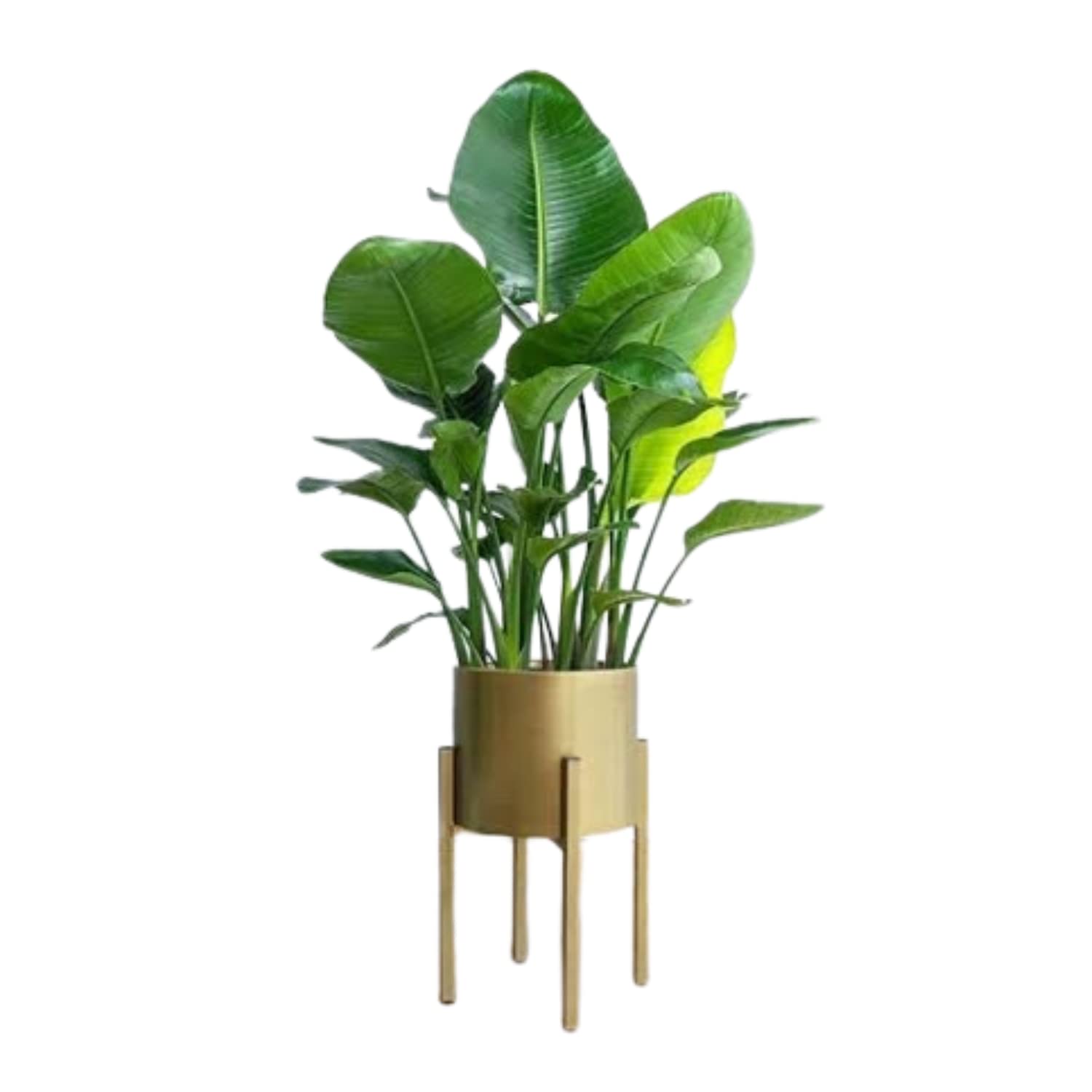 SIRAAJ MorningVale Metal Iron Plant Stand Indoor Outdoors Bedroom Home and Office Garden Decor Flower Planter Pot Rack Tall Plant Stand White Pot Stand Gold (B0B39JK7DL) Amazon Price History, Amazon Price Tracker