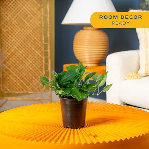 Image of Costa Farms Live Indoor Plant Golden Pothos, Easy Care Houseplant, 10-Inches Tall in 6-Inch Nursery Pot, Natural Air Purifying Greenery for Home Decor, Office Desk, or Hanging Planter Gift