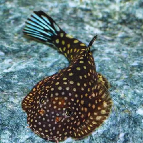 Hillstream Borneo Sucker Loach (Pack of 2 Fish) - Aquarium Exotic Freshwater Live Fish