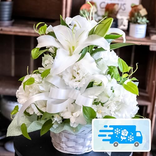 yNx̂܂܁zփƑ傫Ȕ{̂AWg LTCY (mԃC) (//ԕd/l\//@/~/ފ) [`s̉ԉ t[Xg]