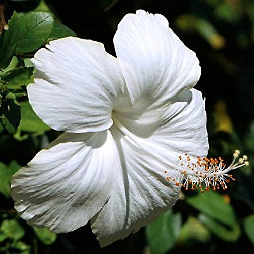 See full amazon price history chart for BHAJANLAL GREENERY® Live Gudhal/Hibiscus Flower Plant With Pot - Beautiful Decorative Outdoor (WHITE FLOWER PLANT) BHAJANLAL GREENERY® Live Gudhal/Hibiscus Flower Plant With Pot - Beautiful Decorative Outdoor (WHITE FLOWER PLANT) (B08QDP5FV1) Amazon Price History, Amazon Price Tracker