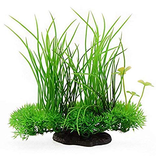 金魚に合う水草の人気おすすめランキング10選 飼育環境にあったものを セレクト Gooランキング