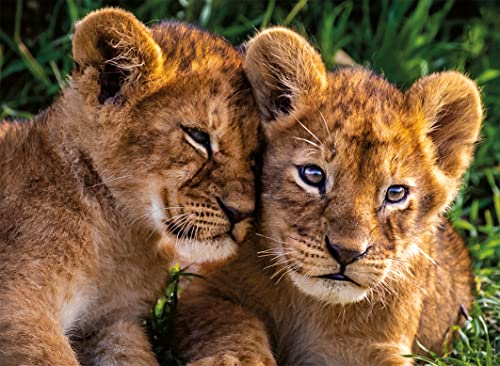 Puzzle 250 pièces : adorables lionceaux Ravensburger Nathan - vue 4