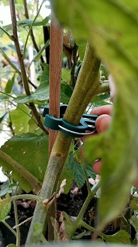 100 Stück Pflanzenclips LST - Low Stress Training Für Cannabis & Tomaten