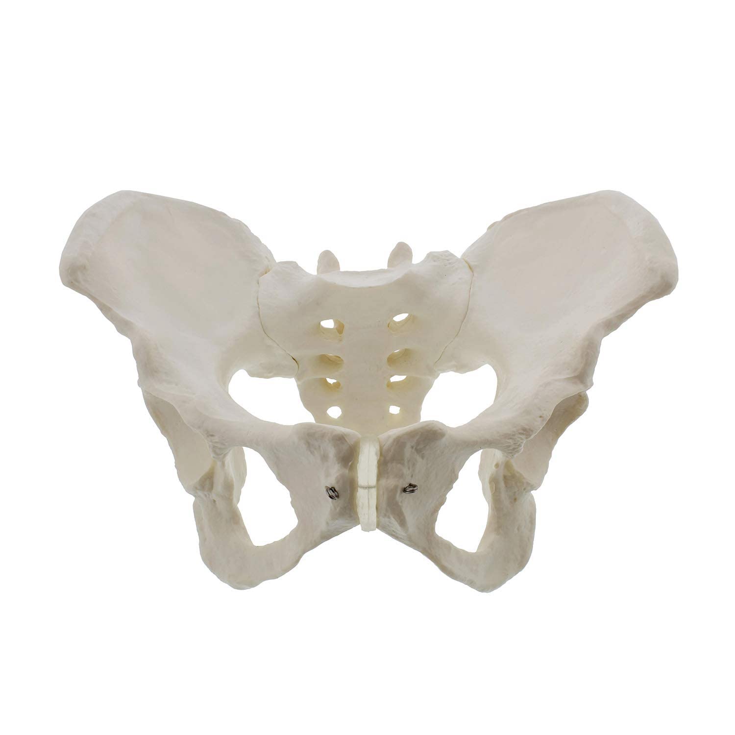 Homemaxt Life Size Female Pelvis, Hip - Female Anatomy, Hip Bone Pelvic Female Anatomical
