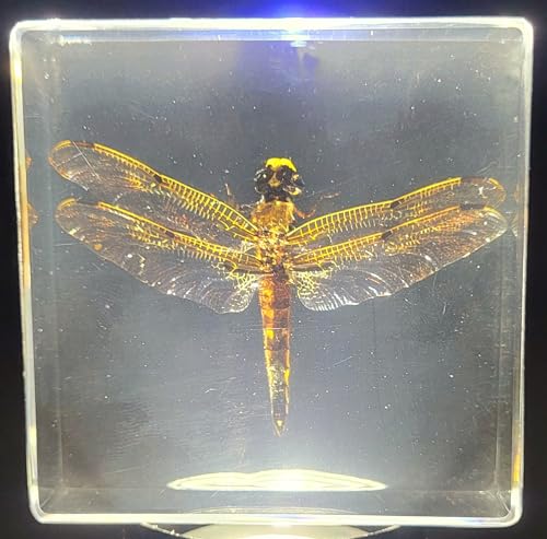 Image of 2.9 inch Real Dragonfly in Crystal Clear Lucite Resin Crafts Specimen Preserved Insect Bug Taxidermy Collection for Biology Science Education & Desk Ornament Display