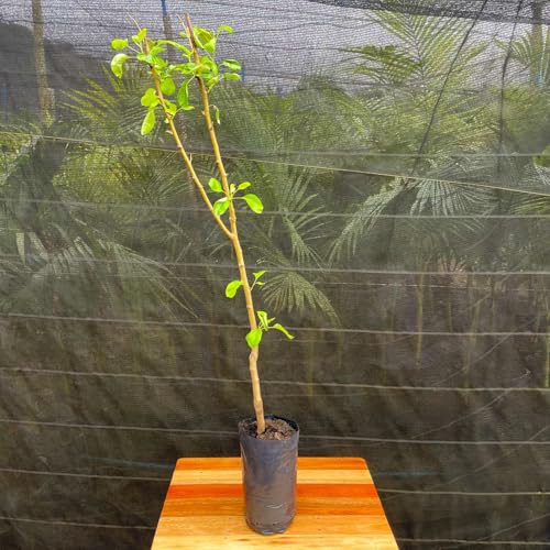 Muda Frutífera de Pera Keiffer (Dura) Enxertada