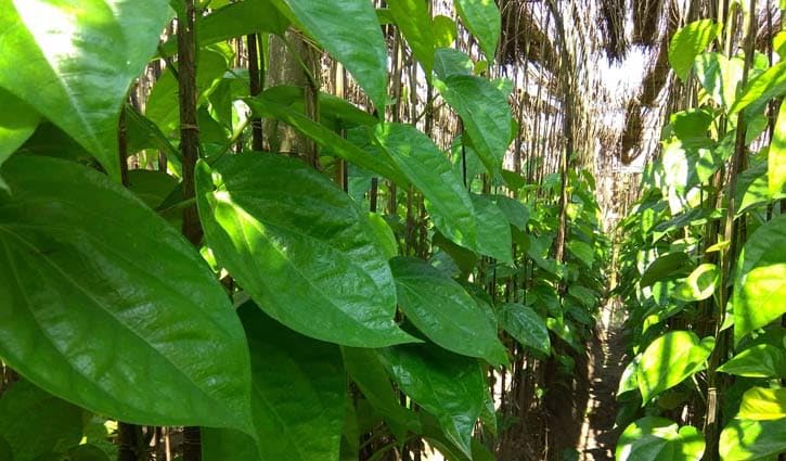MITU Betel leaf pan pata tree plant 1Healthy Plant Big Size Leaf Pan Plant (B0CNYRKVSM) Amazon Price History, Amazon Price Tracker