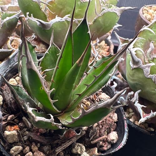 観葉植物 アガベ ホリダ」の人気商品一覧 | 安い商品を通販サイトから