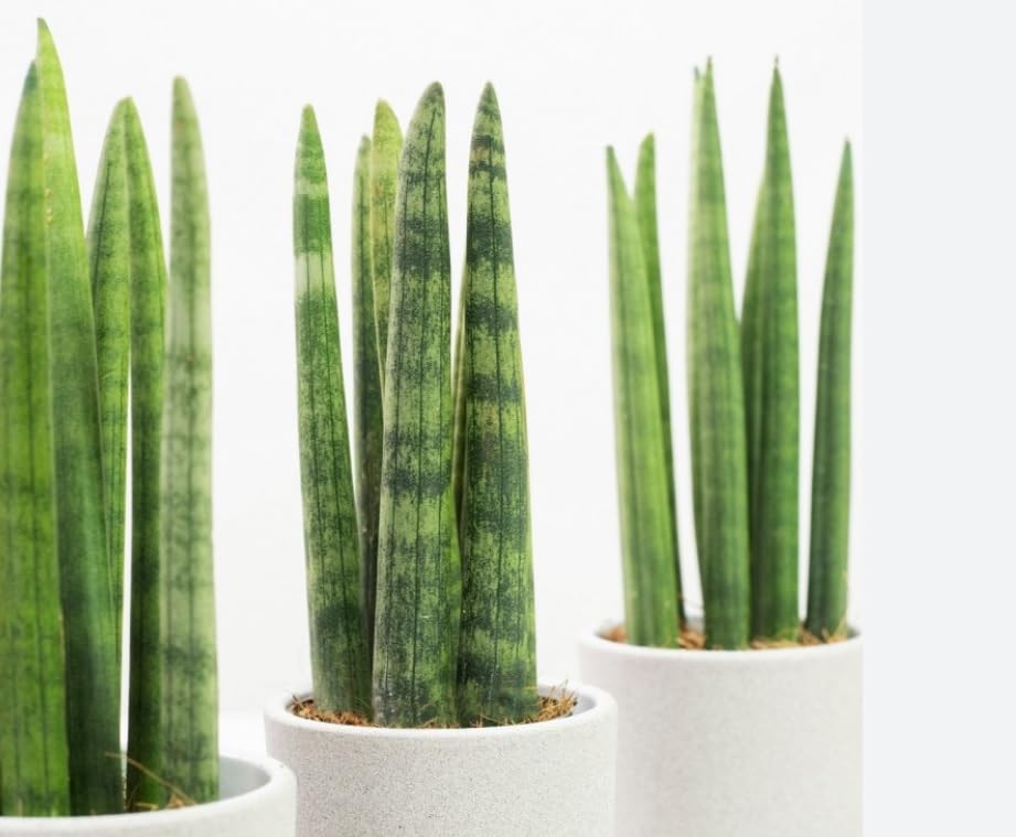 Sansevieria cylindrica Rocket- Cylindrical Snake Plant - in 6 cm Pot Approx  18 cm Tall : Amazon.co.uk: Garden