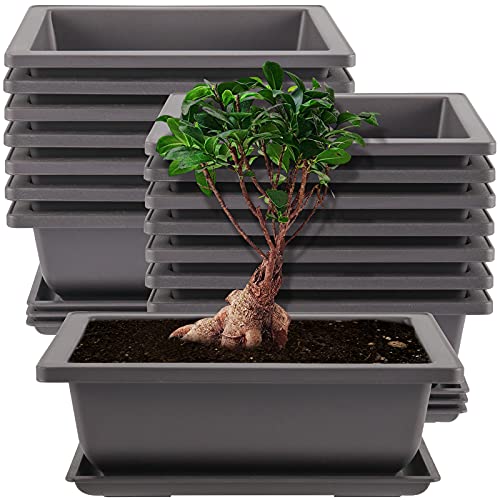 Best Bonsai Pot And Tray Where to Buy?