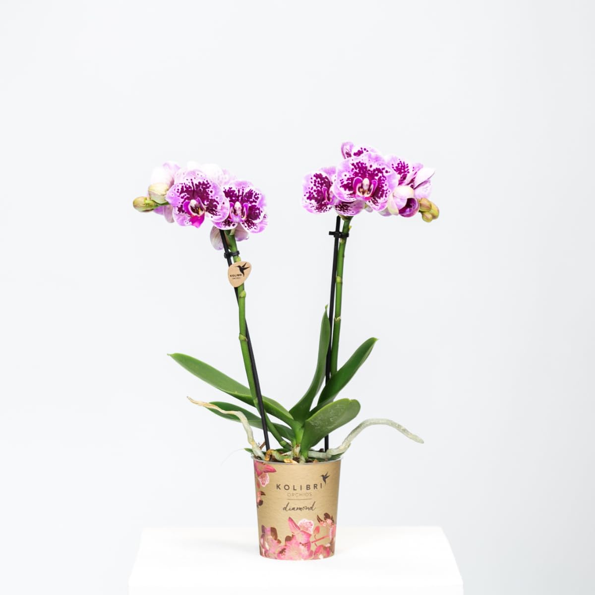 KOLIBRI Orchids | Rosa lila Phalaenopsis Orchidee - El Salvador Topfgröße Ø9cm blühende Zimmerpflanze frisch vom Züchter, 9.0