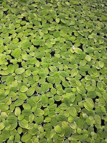 The Frog House Dwarf Water Lettuce 20+ Leaves Hobbyist Grown Live Plant Freshwater Aquarium Fish