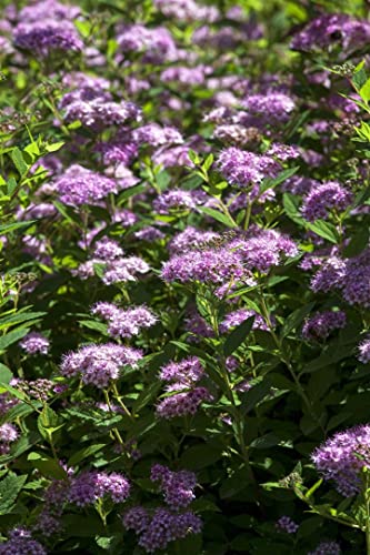 Spiraea japonica 'Little Princess' 20-30 cm – Winterhart, Mehrjährig, Pflegeleicht – Japanische Zwergspiere – Zierstrauch für Beet & Rabatte