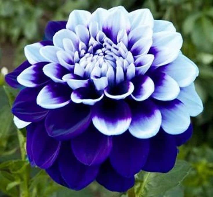 Radha Krishna Agriculture® Draft Dahlia Triangularis mix colour Flower Bulbs For Outdoor And Indoor Gardening Pack of 1 Bulb (B0B3XC7L4Z) Amazon Price History, Amazon Price Tracker