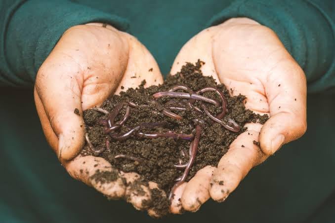 Vermicompost pour mélange de terreau, mélange de terre fumier organique