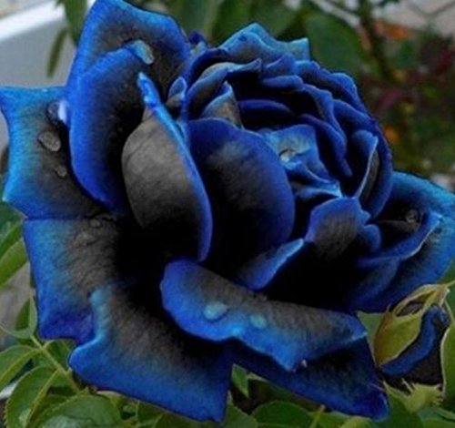 Nema Midnight Supreme Rose Bush Flower Seeds - 50 Seeds-image-19