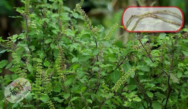 IS4A Tulsi Neck Mala (Necklaces) 2 mm Approx Beads Ram Mala Krishna Tulsi Meditation Necklace with Tulsi Beads - Enhances Mindfulness and Concentration - Image 8