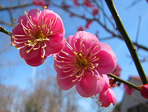 Giapponese Albicocca, (Prugna cinesa), Prunus Mume, 3 semi di Albero (Apariscente, Comestibile)