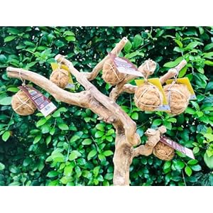 Nutties coconut husk fiber ball toy and magic toothbrush for dogs  2 sizes small   cucciolini doodles