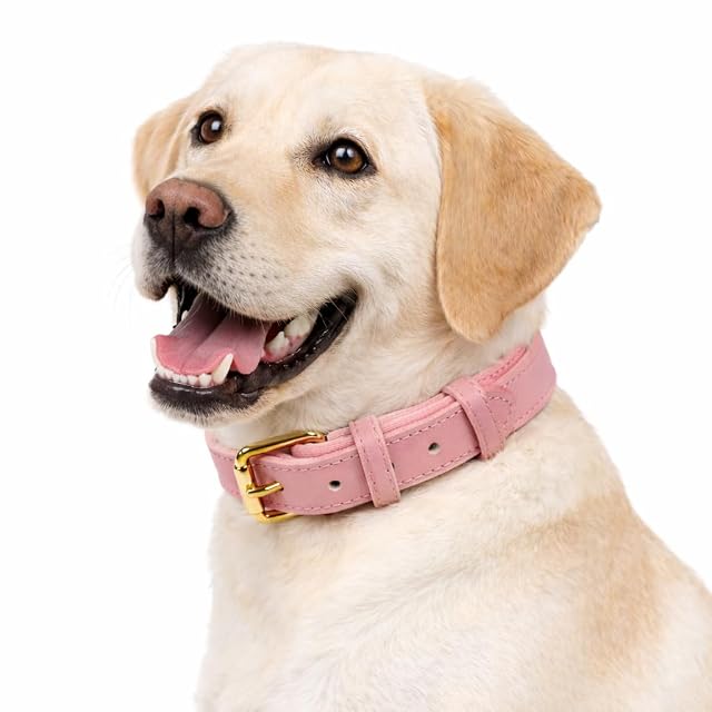 Foto 6 de 6 de Collar de perro ajustable de piel auténtica vibrante con acolchado de neopreno suave