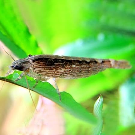 Amazon エビ ロックシュリンプ 約3 5ｃｍ 1匹 生体 観賞魚 水中生物 通販