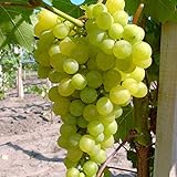 Müllers Grüner Garten Shop