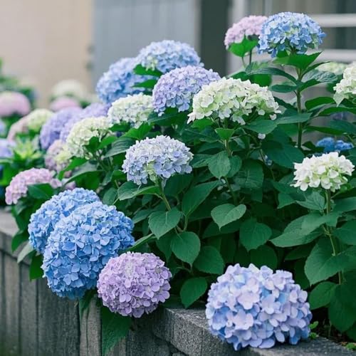 semillas hortensia resistentes de jardin Semillas de hortensias con primavera pradera silvestres techo 150pcs