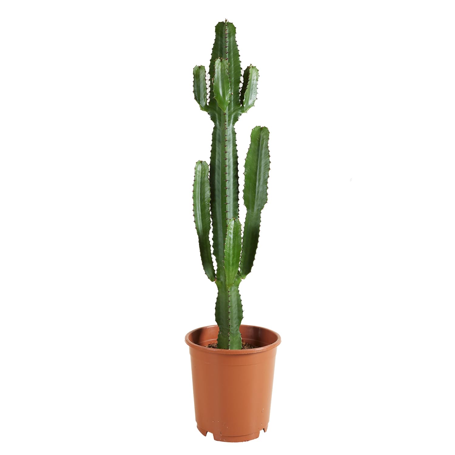 Bloomique - Euphorbia Acrurensis - Latte lupoforico - Cactus - Piante da appartamento - Facile manutenzione - Vaso 24 cm - Altezza 80-100 cm