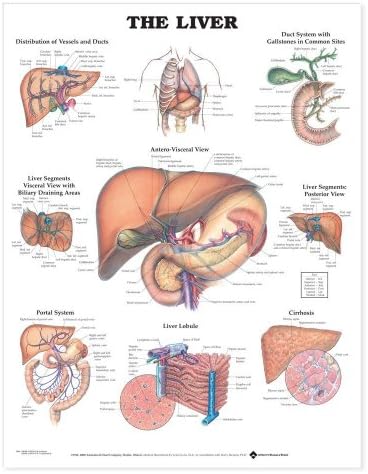 The Liver